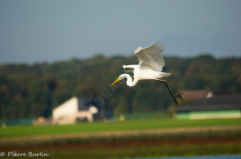 Great Egret