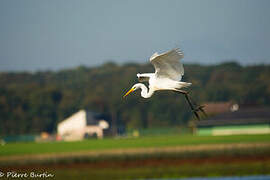 Grande Aigrette