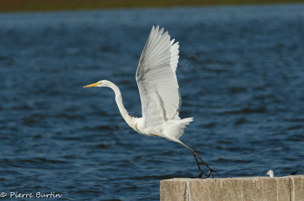 Grande Aigrette