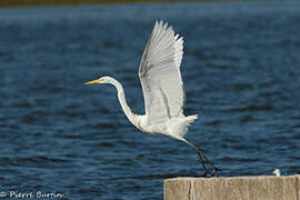 Great Egret