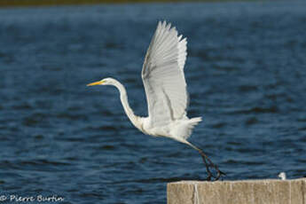 Grande Aigrette