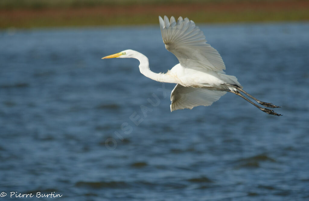 Great Egret