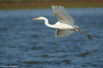 Grande Aigrette