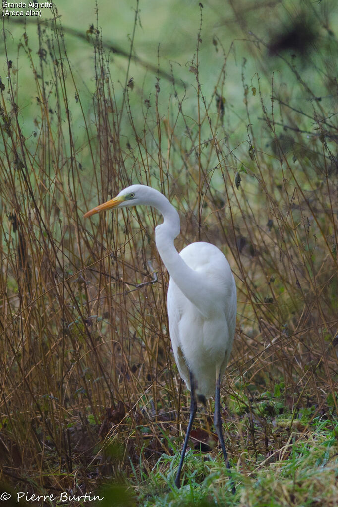 Grande Aigrette