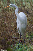 Grande Aigrette