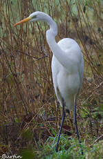 Grande Aigrette