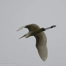 Grande Aigrette