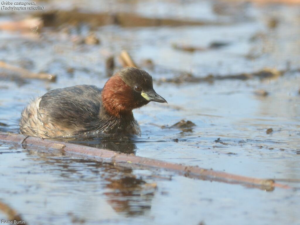 Little Grebe