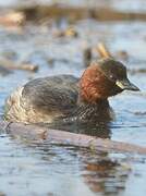 Little Grebe