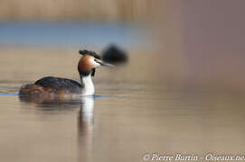 Great Crested Grebe