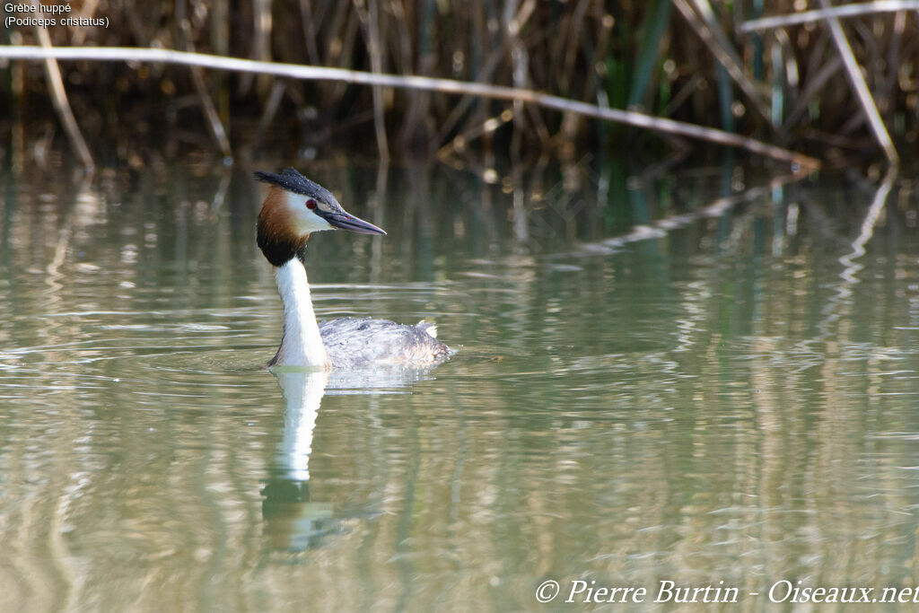 Great Crested Grebe