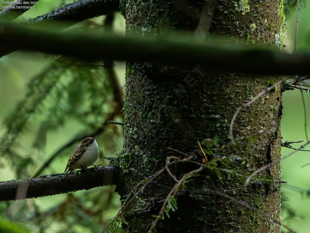 Eurasian Treecreeper