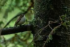 Grimpereau des bois