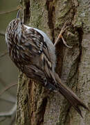 Short-toed Treecreeper