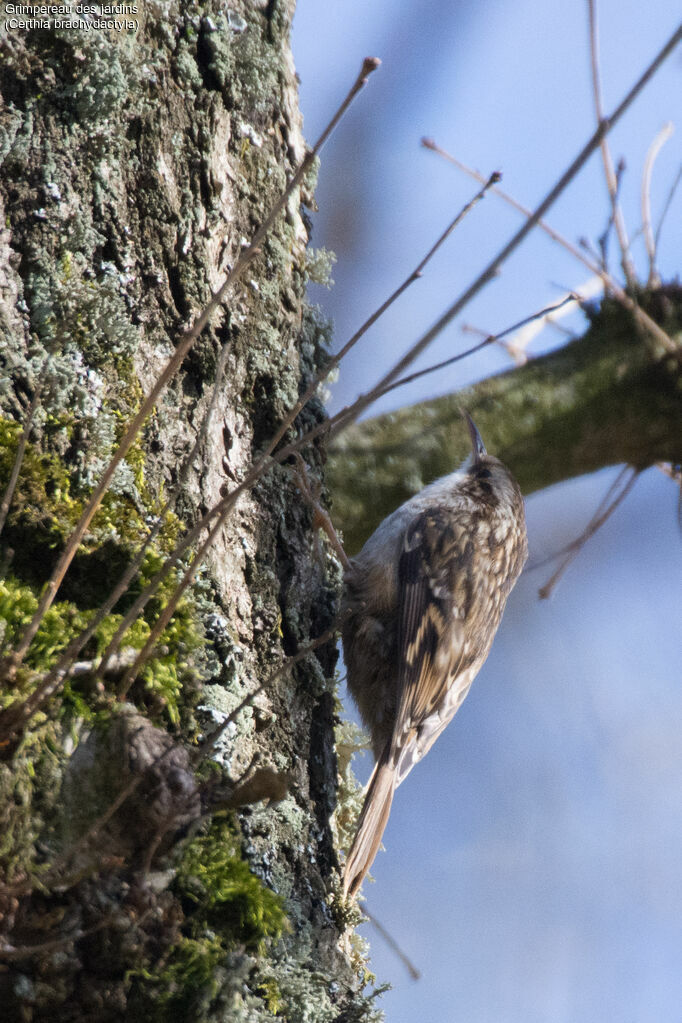 Short-toed Treecreeper