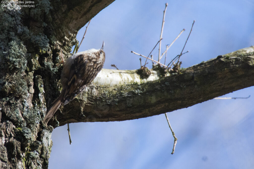 Short-toed Treecreeper