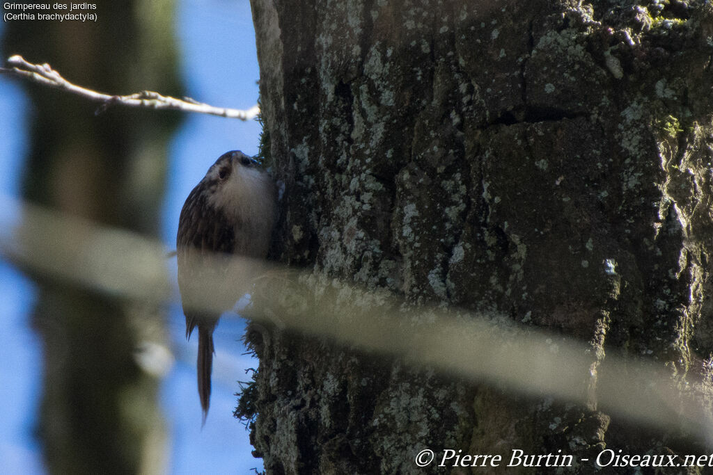 Short-toed Treecreeper