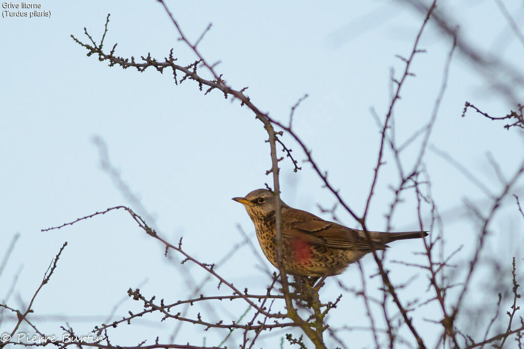 Fieldfare