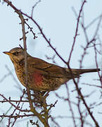 Fieldfare