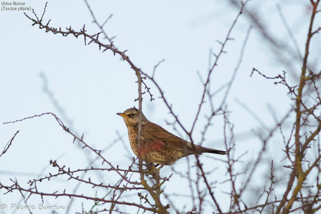 Fieldfare