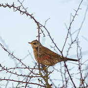 Fieldfare