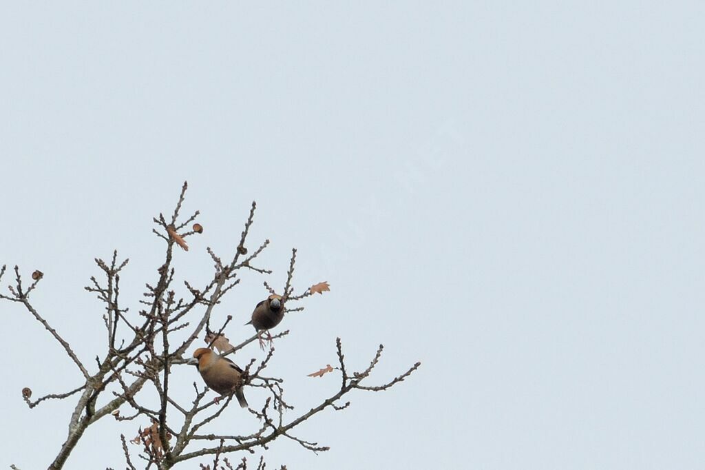 Hawfinch