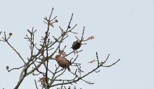 Hawfinch