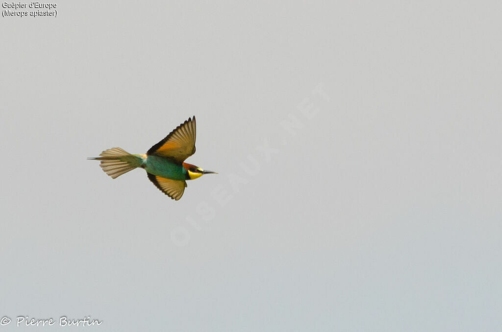 European Bee-eater