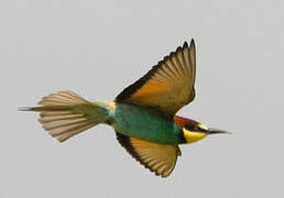 European Bee-eater