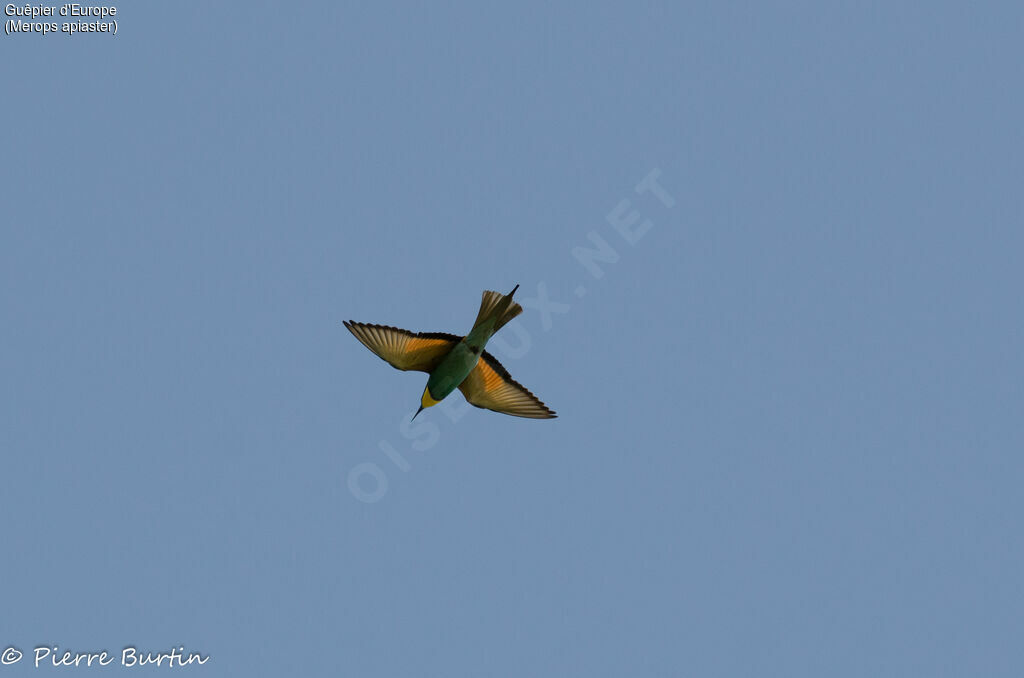 European Bee-eater