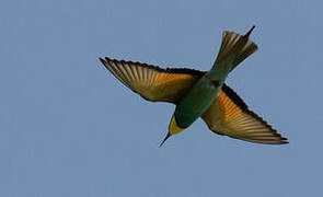 European Bee-eater