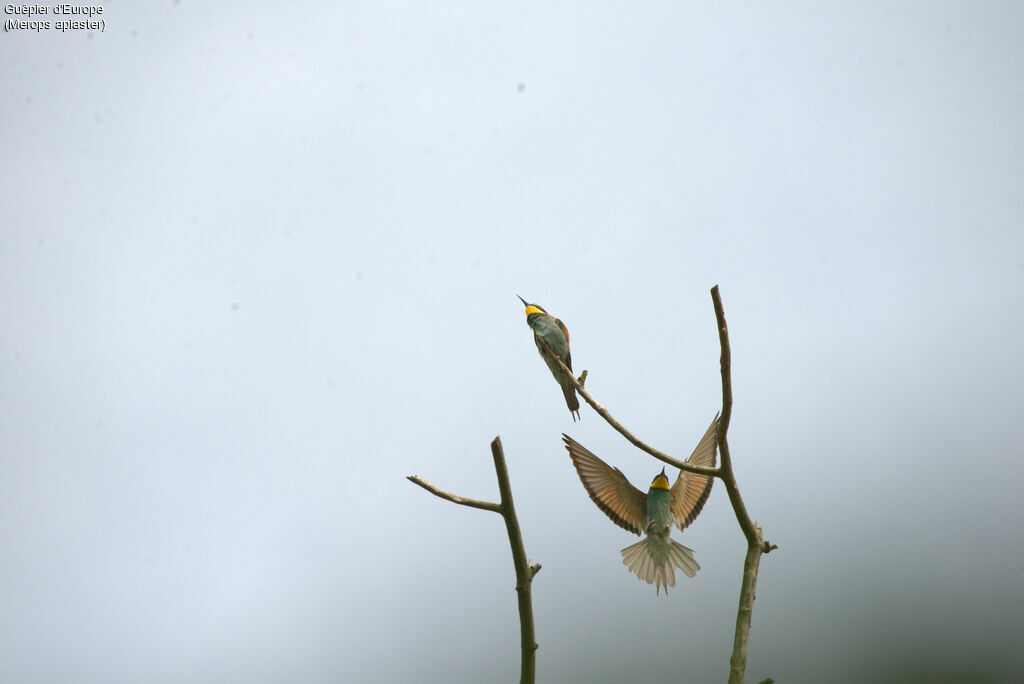 European Bee-eater