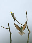 European Bee-eater