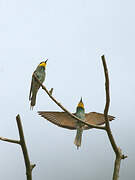 European Bee-eater