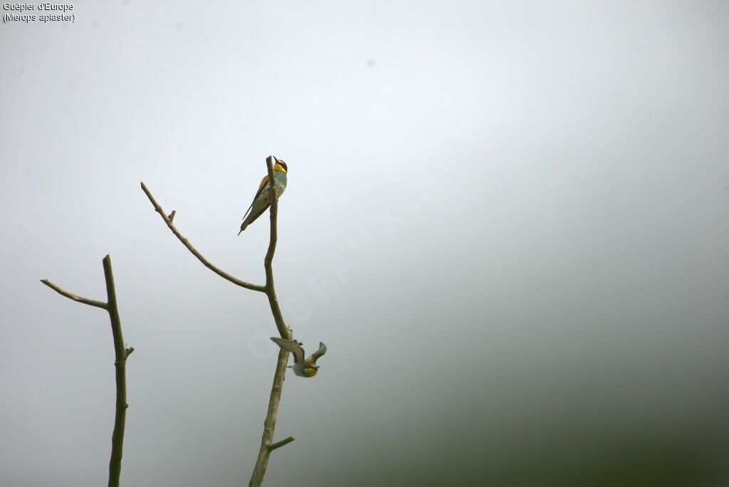 European Bee-eater