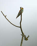 European Bee-eater