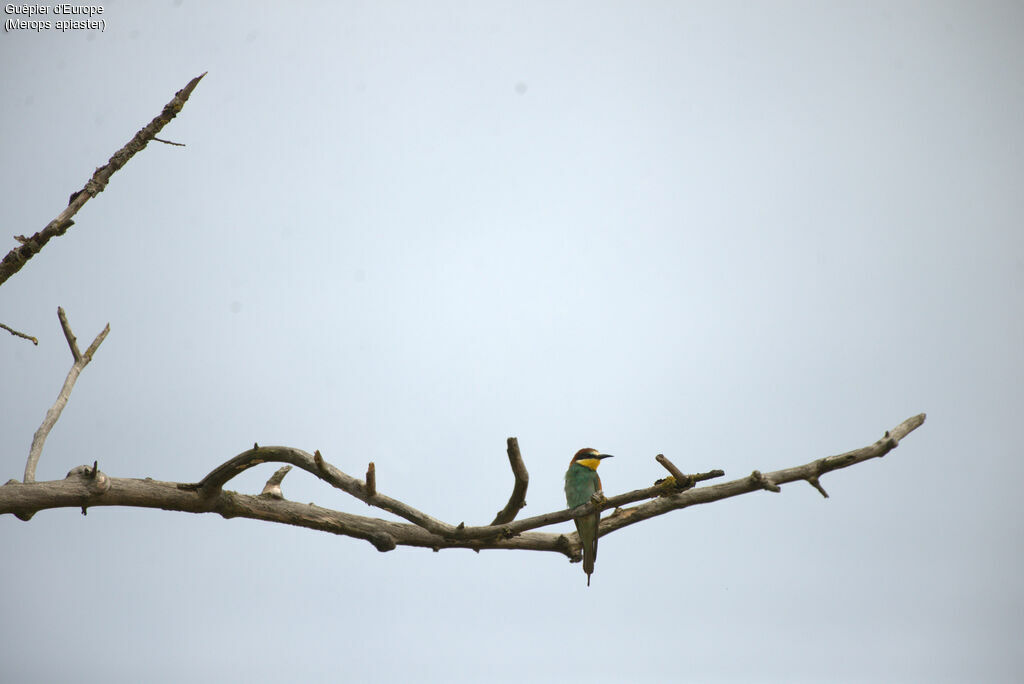 European Bee-eater