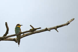 European Bee-eater