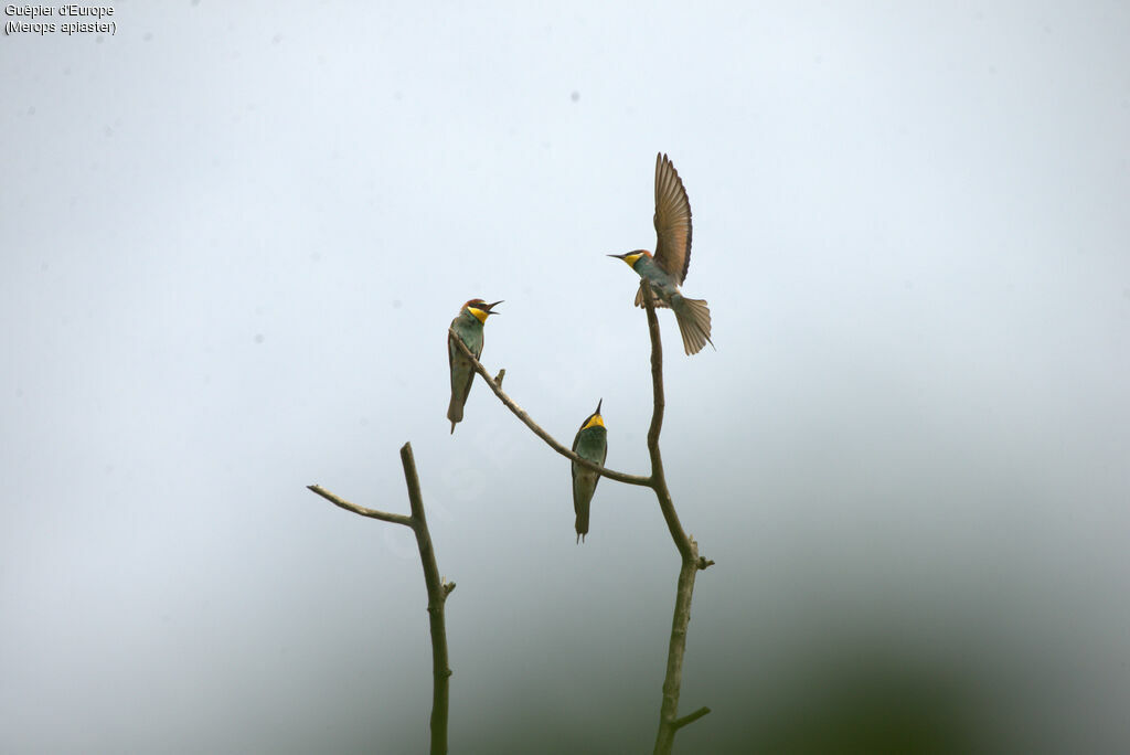 European Bee-eater