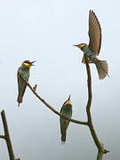 European Bee-eater