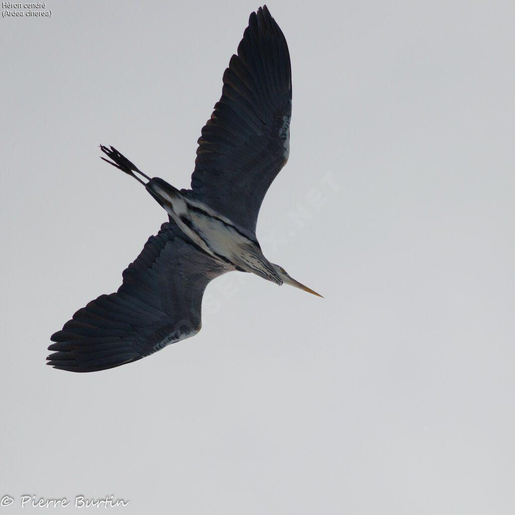 Grey Heron, Flight