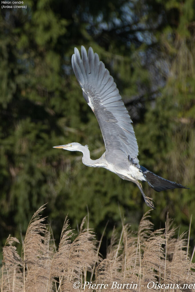 Grey Heron