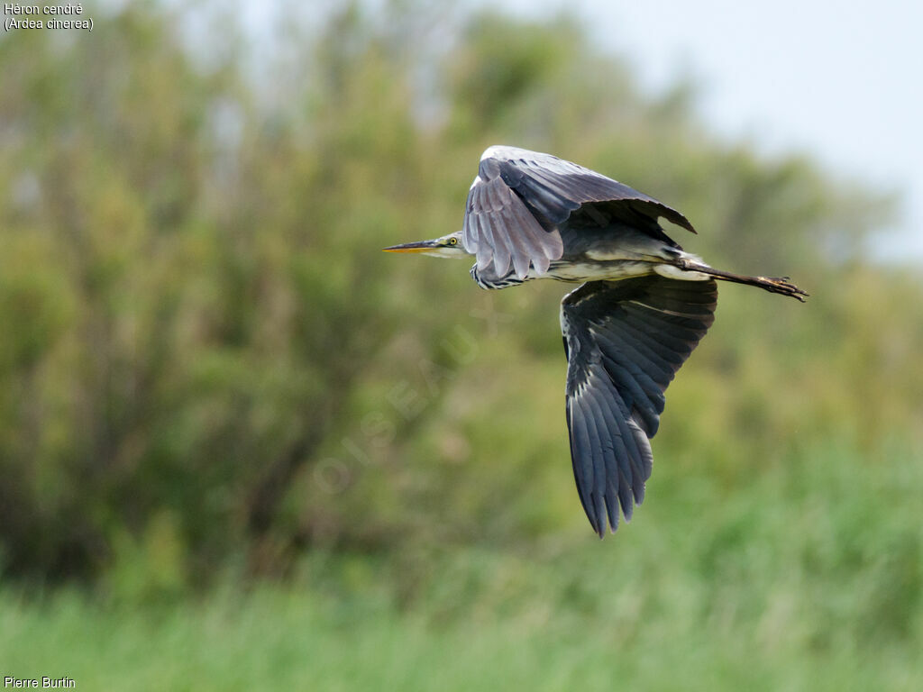 Grey Heron