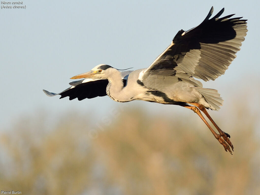 Grey Heron