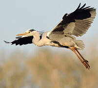 Grey Heron