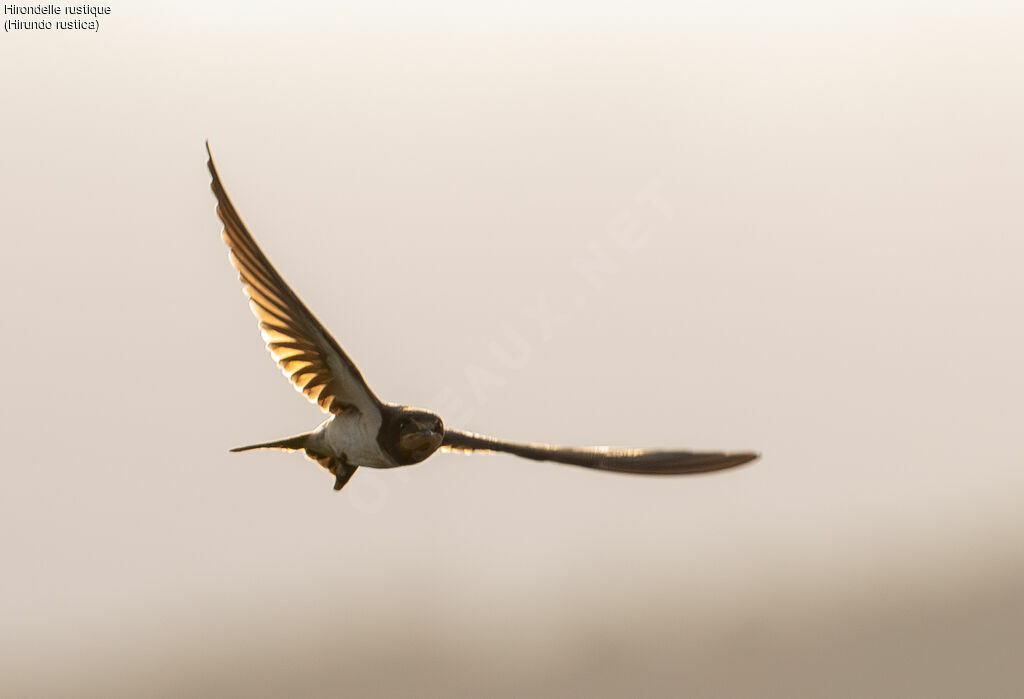 Barn Swallow