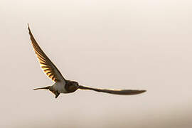 Barn Swallow