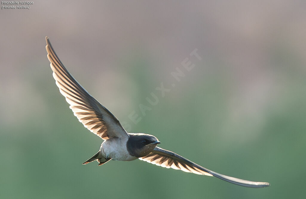 Barn Swallow