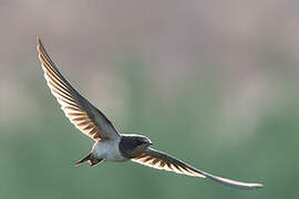 Barn Swallow