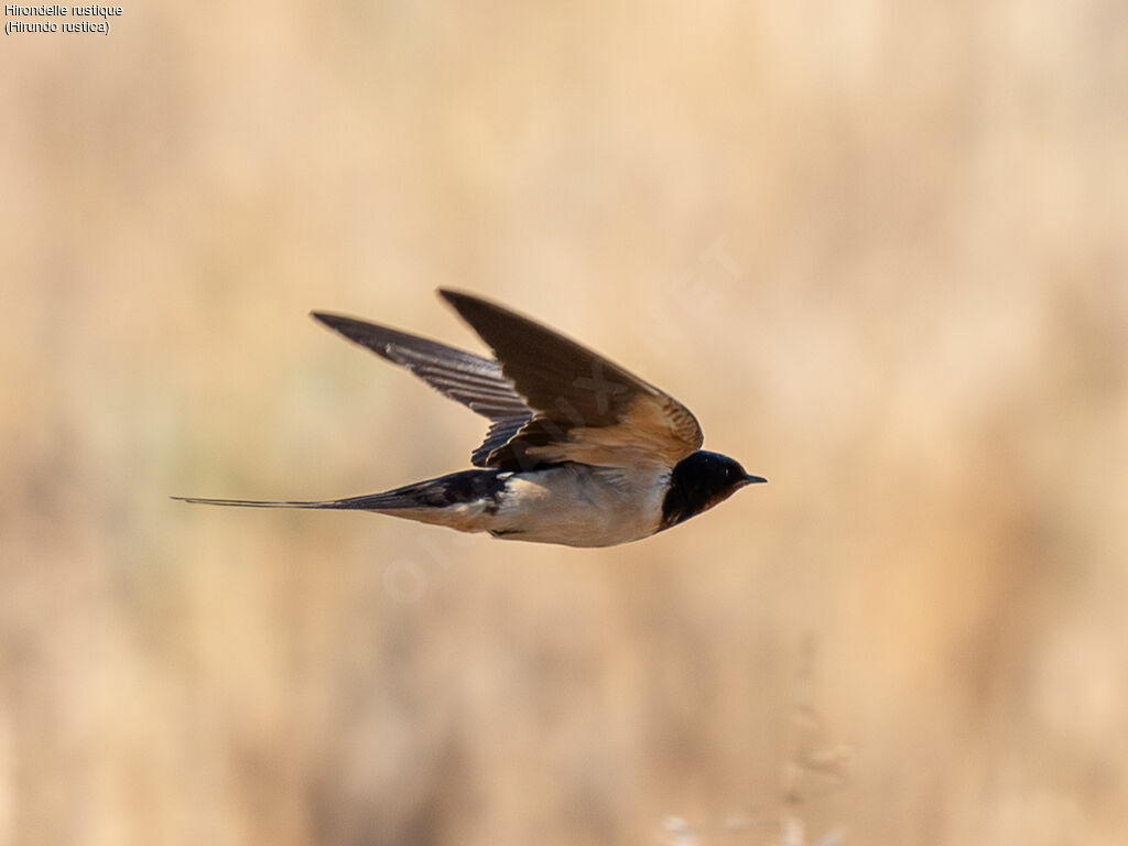 Barn Swallow